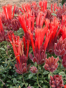 MONARDELLA MARIAN SAMPSON