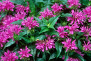 MONARDA - GRAND PARADE