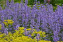 NEPETA - GRANDIFLORA SUMMER MAGIC