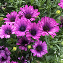 OSTEOSPERMUM PURPLE