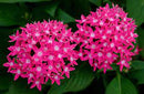 5 1/2" POTS - PENTAS ROSE