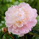 PAEONIA - LACTIFLORA MOON RIVER (PEONY)