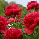 PAEONIA - LACTIFLORA RED MAGIC (PEONY)