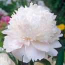PAEONIA - LACTIFLORA-SHIRLEY TEMPLE (PEONY)