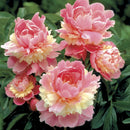 PAEONIA - LACTIFLORA SORBET (PEONY)