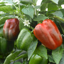PEPPERS CALIFORNIA WONDER