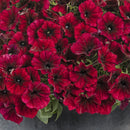 PETUNIA BLACK CHERRY