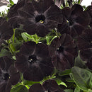 PETUNIA BLACK SATIN
