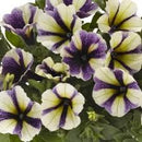 PETUNIA BLUEBERRY MUFFIN