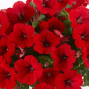 PETUNIA - DEEP RED