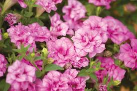 PETUNIA DOUBLE UP PINK