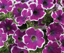 PETUNIA - HIPPY CHICK VIOLET