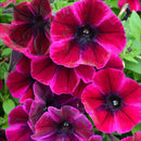 PETUNIA - JOHNNY FLAME