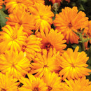 CALENDULA LADY GODIVA ORANGE
