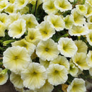 PETUNIA LIMONCELLO