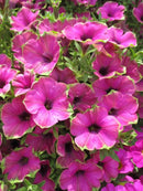 PETUNIA - PITAYA