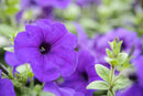 PETUNIA - PURPLE