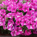 PETUNIA RASPBERRY RUSH