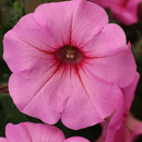PETUNIA ROYAL PINK