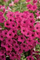 PETUNIA SANGRIA CHARM