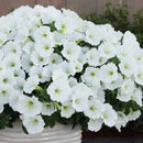 PETUNIA SNOWDRIFT
