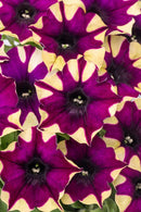 PETUNIA - SPIDER GIRL