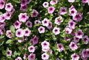 PETUNIA TRAILING ROSE VEINED