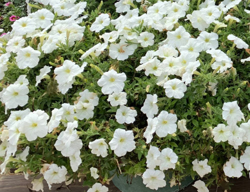 PETUNIA - DEKKO WHITE