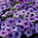 PHLOX - INTENSIA BLUEBERRY