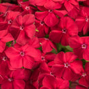 PHLOX - INTENSIA RED HOT