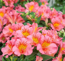 TROPICAL BENCH - PRINCESS LILY - ELIANA ORANGE