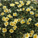 PORTULACA - LEMON TWIST