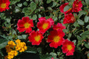 PORTULACA  SCARLET