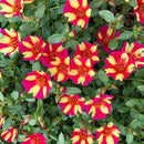 PORTULACA  WATERMELON PUNCH