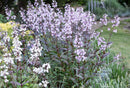 PENSTEMON - POHAHANTAS