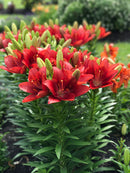 LILIUM ORIENTAL - LA HYBRID SUMMER SCARLETT