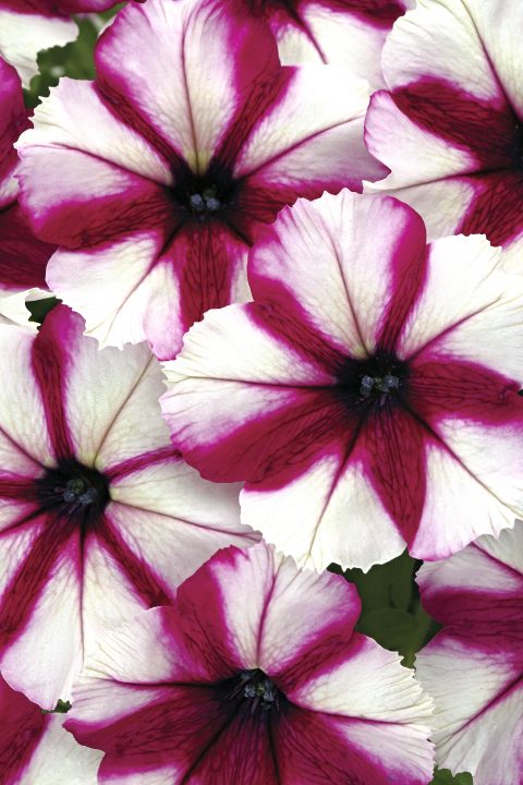 PETUNIA CRAZYTUNIA - ICED BERRY