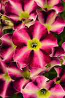 PETUNIA CRAZYTUNIA - STAR FRUIT