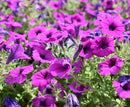 PETUNIA DURABLOOM - PURPLE