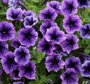 PETUNIA - BLUE VEIN