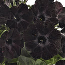 PETUNIA SWEETTUNIA - PREMIUM BLACK SATIN
