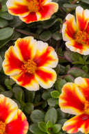 PORTULACA COLORBLAST - MANGO MOJITO