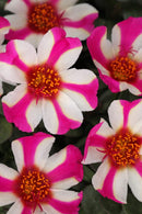 PORTULACA COLORBLAST - PINK LADY