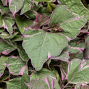 ACCENTS - TRICOLOR SWIFT