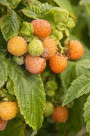 RASPBERRY - FALL GOLD