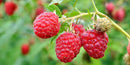 RASPBERRY - RED HERITAGE