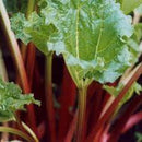 RHUBARB - VICTORIA