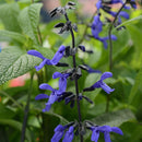 SALVIA - BLACK & BLUE