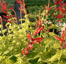 SALVIA - ROCKIN GOLDEN DELICIOUS