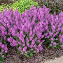SALVIA NEMOROSA - BACK TO FUCHSIA